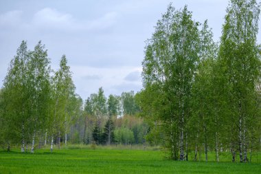 Yeşil çayır ve mavi gökyüzü olan kır manzarası. Basit kırsal