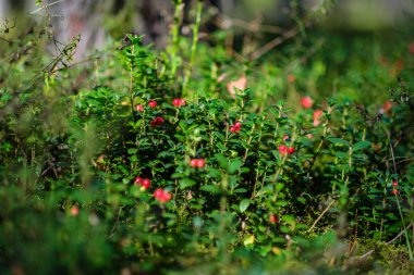 Yeşil orman yatağında kırmızı yaban mersini.