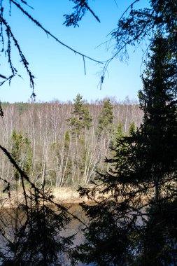 Doğal yaz ormanı çalılar, ağaç gövdeleri ve yerde yosunlar ile doludur. Doğa, kuşlar ve hayvanlar için saklıdır.