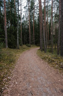 Bahar ormanındaki güzel çakıllı patika yolu. Yapraksız ağaçlar