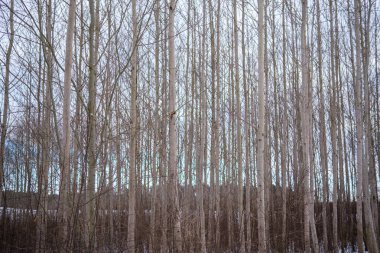 Ağaçların gövdesi kış ormanlarında karla kaplı ve dalların arasından parlayan güneş.