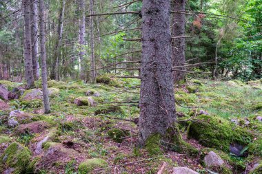 Ormandaki doğal ortamda büyük bir ağaç gövdesi.
