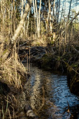 Kırsal orman nehri kıyılarında mavi su ve kayalıklarla ilkbahar bitkileri