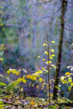 soyut sonbahar renkli yaprak peteri bulanık arkaplan ve karamsar renklerle doğada