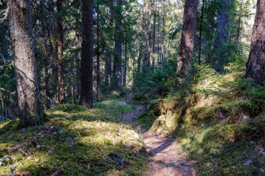 Doğal yaz ormanı çalılar, ağaç gövdeleri ve yerde yosunlar ile doludur. Doğa, kuşlar ve hayvanlar için saklıdır.