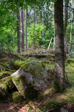 Zaman içinde yosun ve çatlaklarla dolu vahşi ormanda büyük taşlar.
