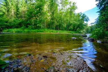 Yeşil yapraklı ormandaki manzaralı yaz nehri manzarası ve akarsudaki kum ve kayalarla alçak su.