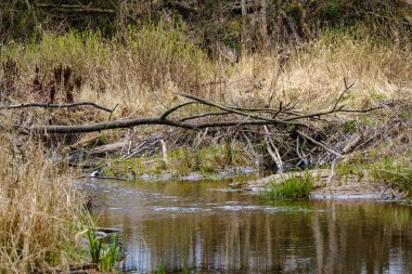 Kırsal orman nehri kıyılarında mavi su ve kayalıklarla ilkbahar bitkileri