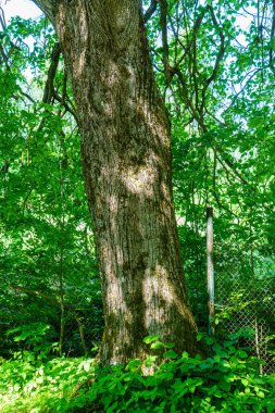 Ormandaki doğal ortamda büyük bir ağaç gövdesi.