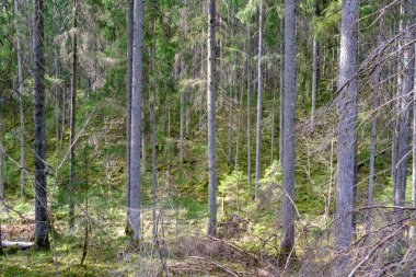 Doğal yaz ormanı çalılar, ağaç gövdeleri ve yerde yosunlar ile doludur. Doğa, kuşlar ve hayvanlar için saklıdır.