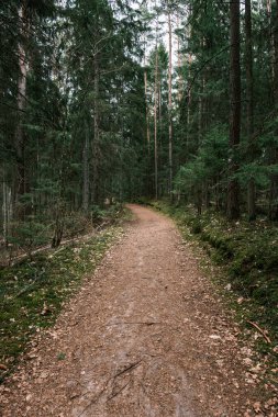 Bahar ormanındaki güzel çakıllı patika yolu. Yapraksız ağaçlar
