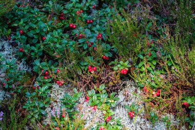 Yeşil orman yatağında kırmızı yaban mersini.