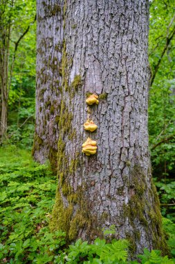 Ormandaki doğal ortamda büyük bir ağaç gövdesi.