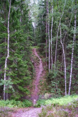 Sonbaharda ormanda turistik bir patika. Yolda sarı yapraklar var.