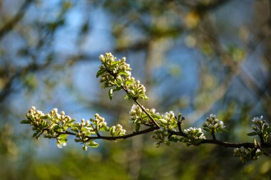 Tarafsız yeşil arka planda ıslak bahar ağacı yaprakları. bahçe sahnesi