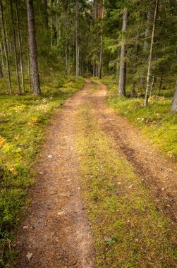 Sonbaharda ormanda turistik bir patika. Yolda sarı yapraklar var.