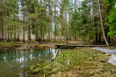Letonya 'daki Gauja ormanının kıyısındaki kumtaşı kayalıkları.