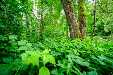 Ormandaki doğal ortamda büyük bir ağaç gövdesi.