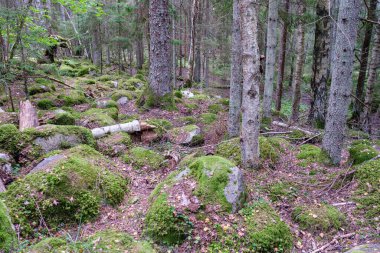 Zaman içinde yosun ve çatlaklarla dolu vahşi ormanda büyük taşlar.