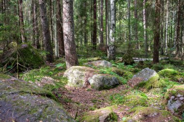 Zaman içinde yosun ve çatlaklarla dolu vahşi ormanda büyük taşlar.
