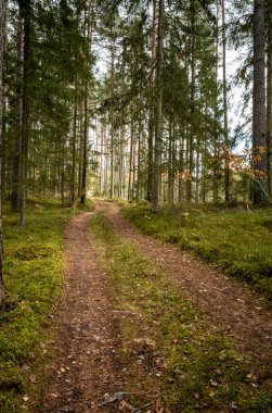 Sonbaharda ormanda turistik bir patika. Yolda sarı yapraklar var.