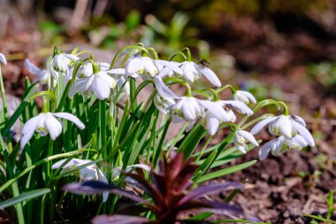 Beyaz küçük bahar çiçekleri yeşil çayır arkaplanını kapatır