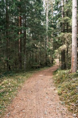 Bahar ormanındaki güzel çakıllı patika yolu. Yapraksız ağaçlar