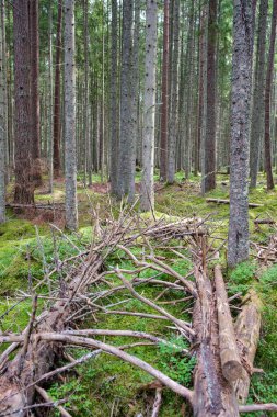 Kuru, yaşlı ağaç gövdeleri ve ormanda bırakılmış kökler. Kereste ağaçlarının doğal yeşil arka planı vardır.