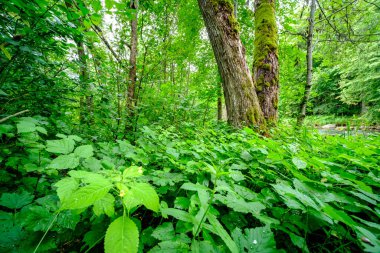 Ormandaki doğal ortamda büyük bir ağaç gövdesi.