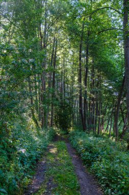 Yazın yapraklarla, yapraklarla, yapraklarla ve çalılarla doludur.