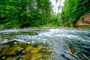 small country river stream in summer green forest with rocks and low water clipart
