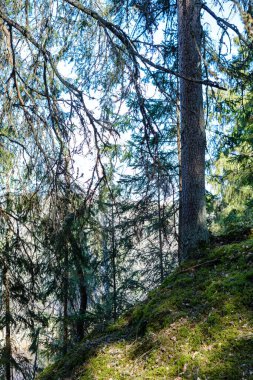 Baharda ağaç gövdeleri ve tepeleri olan güneşli eski orman, güneş ışınlarıyla kaplanmış yosunlar.