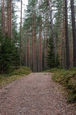Bahar ormanındaki güzel çakıllı patika yolu. Yapraksız ağaçlar