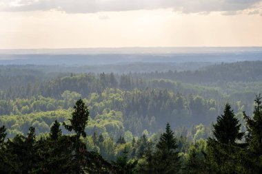 Orman manzarası yukarıdan sisli ve sisli, uzak ufukta yaz manzaralı