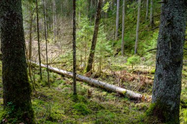 Doğal yaz ormanı çalılar, ağaç gövdeleri ve yerde yosunlar ile doludur. Doğa, kuşlar ve hayvanlar için saklıdır.