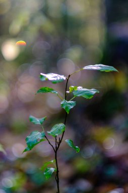 soyut sonbahar renkli yaprak peteri bulanık arkaplan ve karamsar renklerle doğada