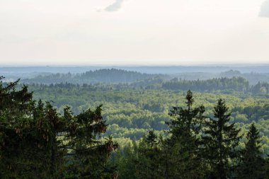 Orman manzarası yukarıdan sisli ve sisli, uzak ufukta yaz manzaralı