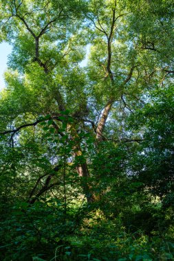 Yazın yapraklarla, yapraklarla, yapraklarla ve çalılarla doludur.