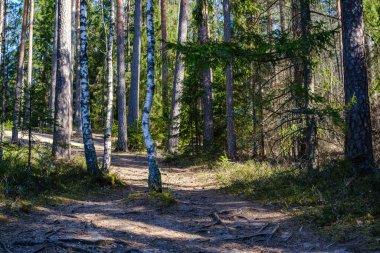 Doğal yaz ormanı çalılar, ağaç gövdeleri ve yerde yosunlar ile doludur. Doğa, kuşlar ve hayvanlar için saklıdır.