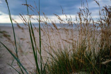 Deniz kenarındaki boş kumlu kumsalda kayalar ve mavi gökyüzü. sessiz meditasyon arkaplanı