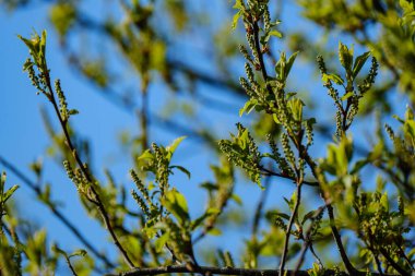 Tarafsız arka planda, baharda küçük ağaç dalları. Taze yeşil yapraklı soyut