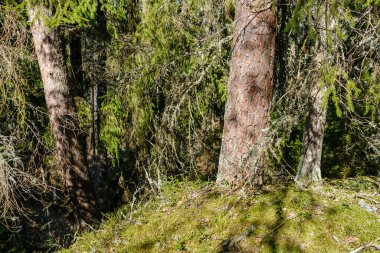 Baharda ağaç gövdeleri ve tepeleri olan güneşli eski orman, güneş ışınlarıyla kaplanmış yosunlar.