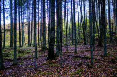Kahverengi tonları olmayan ağaç gövdeleri olan karanlık sonbahar ormanı.