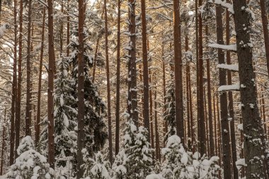 Ağaçların gövdesi kış ormanlarında karla kaplı ve dalların arasından parlayan güneş.