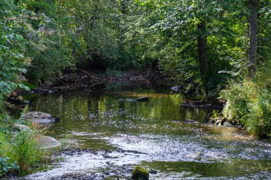 Yavaş orman nehri Yazın yeşil ormanlık kayalar derede ve küçük şelaleler