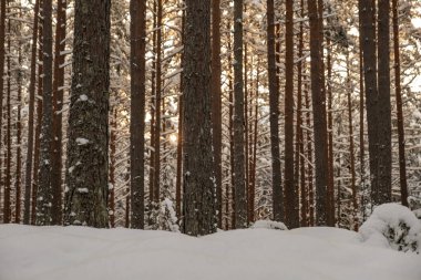 Ağaçların gövdesi kış ormanlarında karla kaplı ve dalların arasından parlayan güneş.