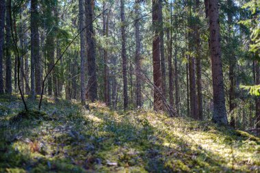 Doğal yaz ormanı çalılar, ağaç gövdeleri ve yerde yosunlar ile doludur. Doğa, kuşlar ve hayvanlar için saklıdır.