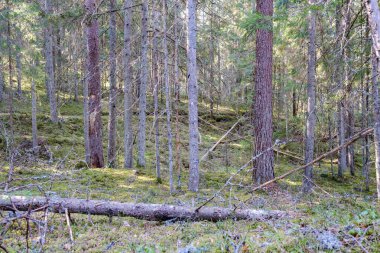 Doğal yaz ormanı çalılar, ağaç gövdeleri ve yerde yosunlar ile doludur. Doğa, kuşlar ve hayvanlar için saklıdır.