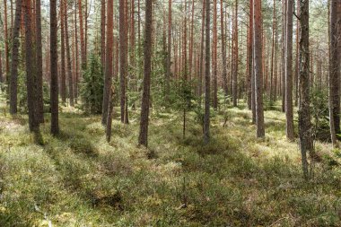 Ağaç gövdesi desenli arka plan. Bahar ormanlarında beyazlatıcı renklerle.
