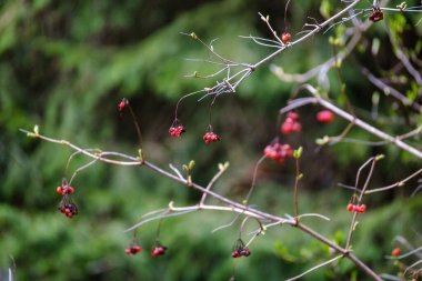 Tarafsız arka planda, baharda küçük ağaç dalları. Taze yeşil yapraklı soyut